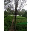 ����10������ޱ����ֱ��
