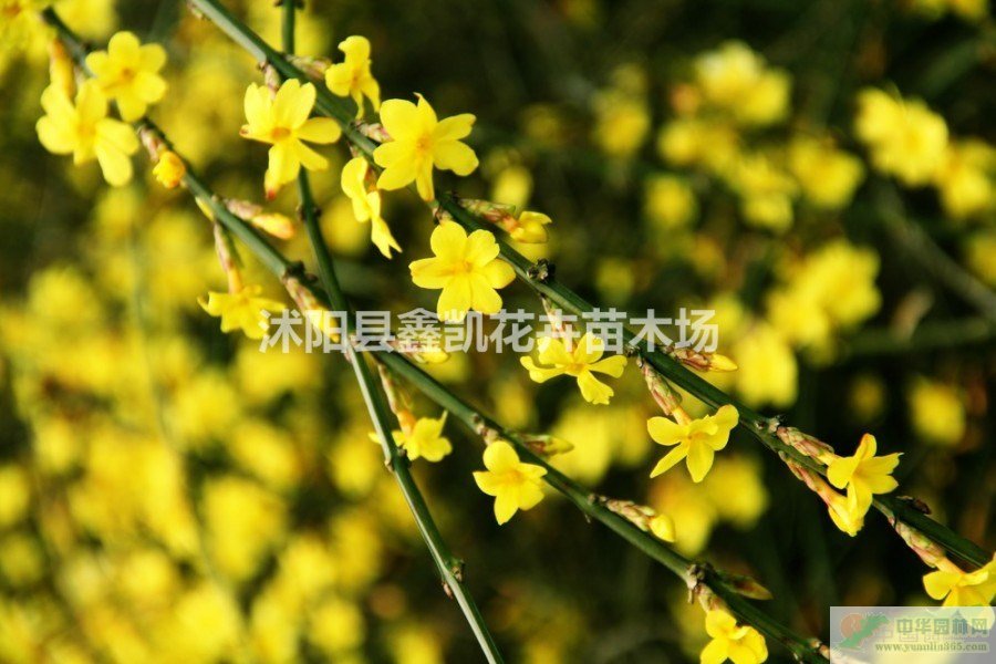 30����ӭ��������40����-50���ָ�ӭ���������ر�