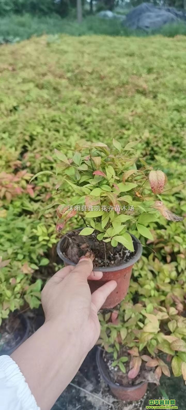 ����������۸�