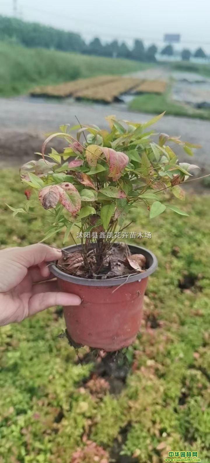 ����������۸�