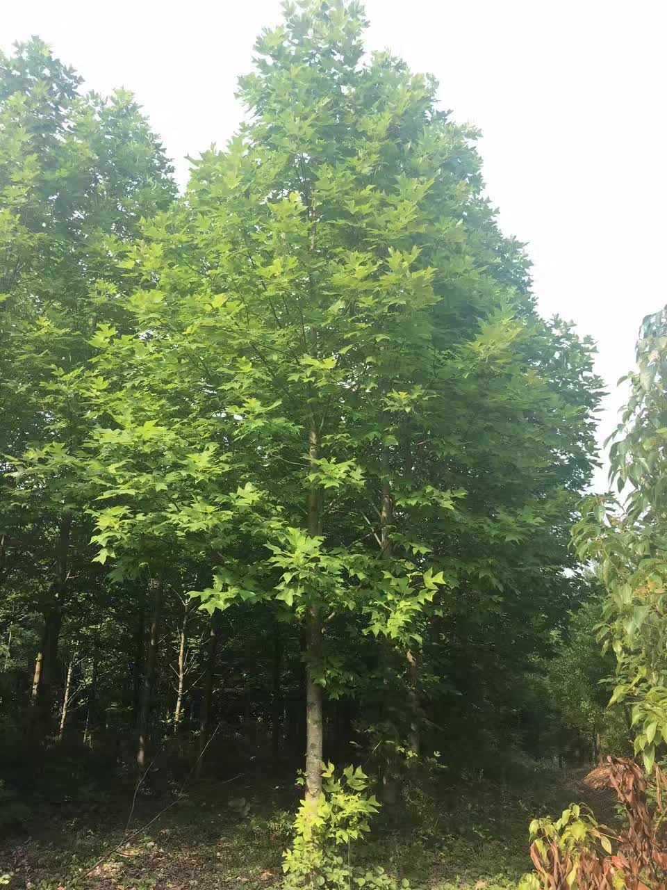 ��������ľ������ľ����