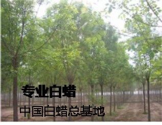 �γ��֣����˾�Ӫ�ߣ�