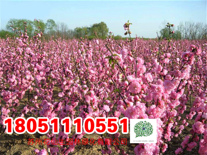 2-6������Ҷ÷���໨��Ҷ÷����÷������÷����÷