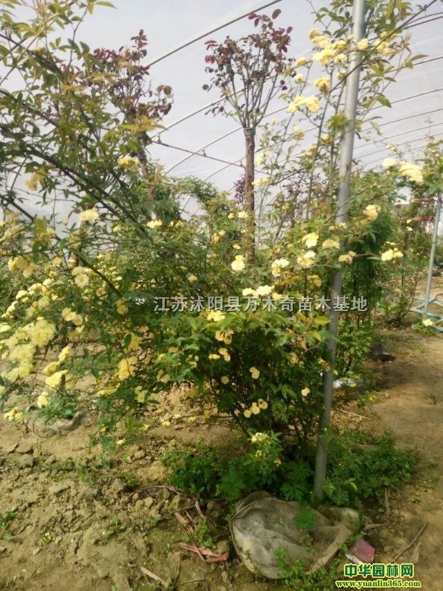 ľ���硢�׻�ľ�㡢�ƻ�ľ�㡢ľ��1-10����