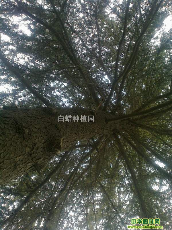 ѩ��30-40CM