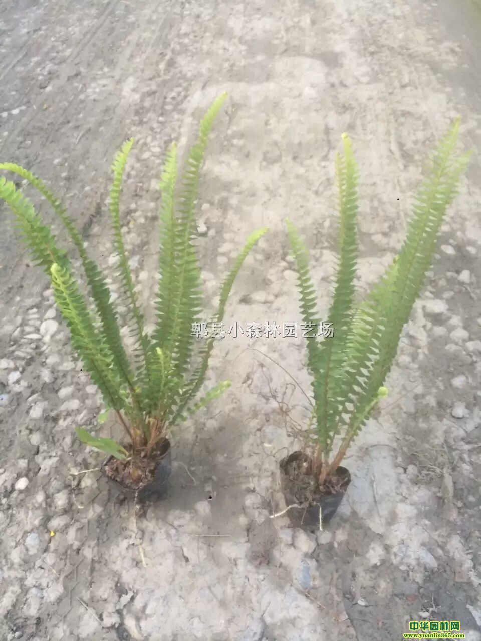 ��ާ����ާ����