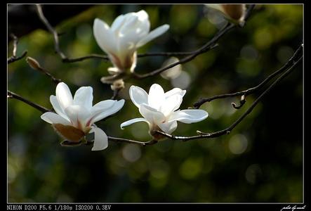 �������ؾ�10-11cm