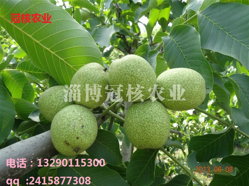 8518������
