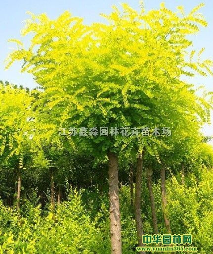 �ƽ𻱽�֦������������צ��������������޽��繤����