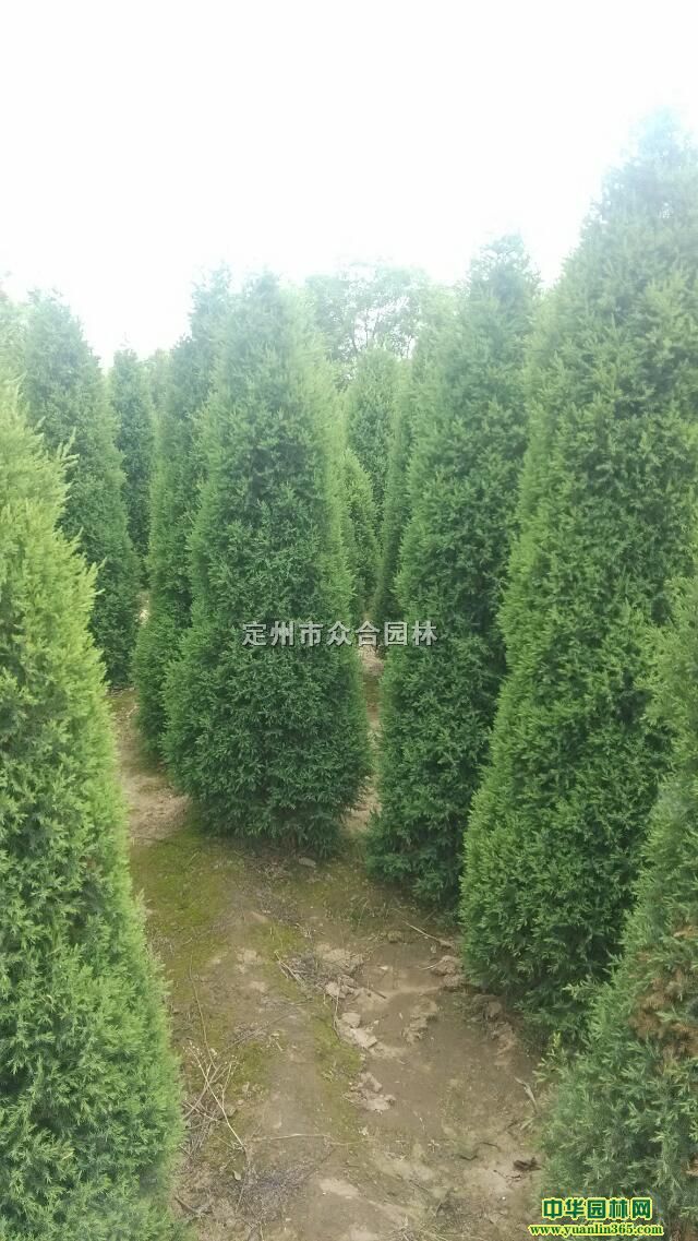 ��������50-400cm��