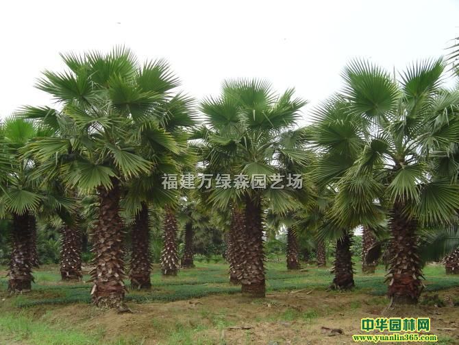 �Ĵ��ϳ仪�أ����˿��������컪ʢ���������