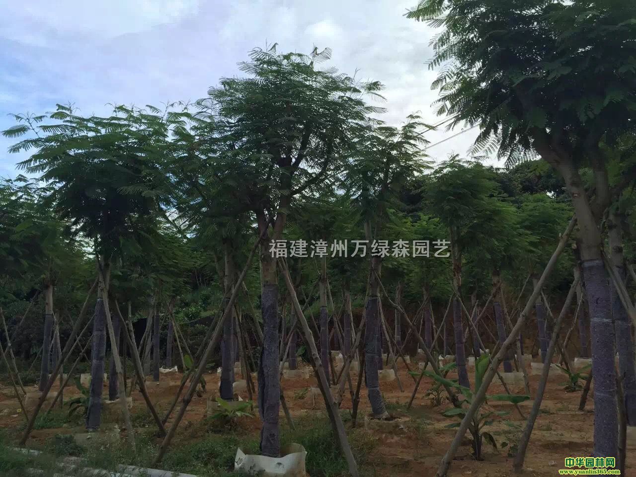 ���ľ���컨麣�
