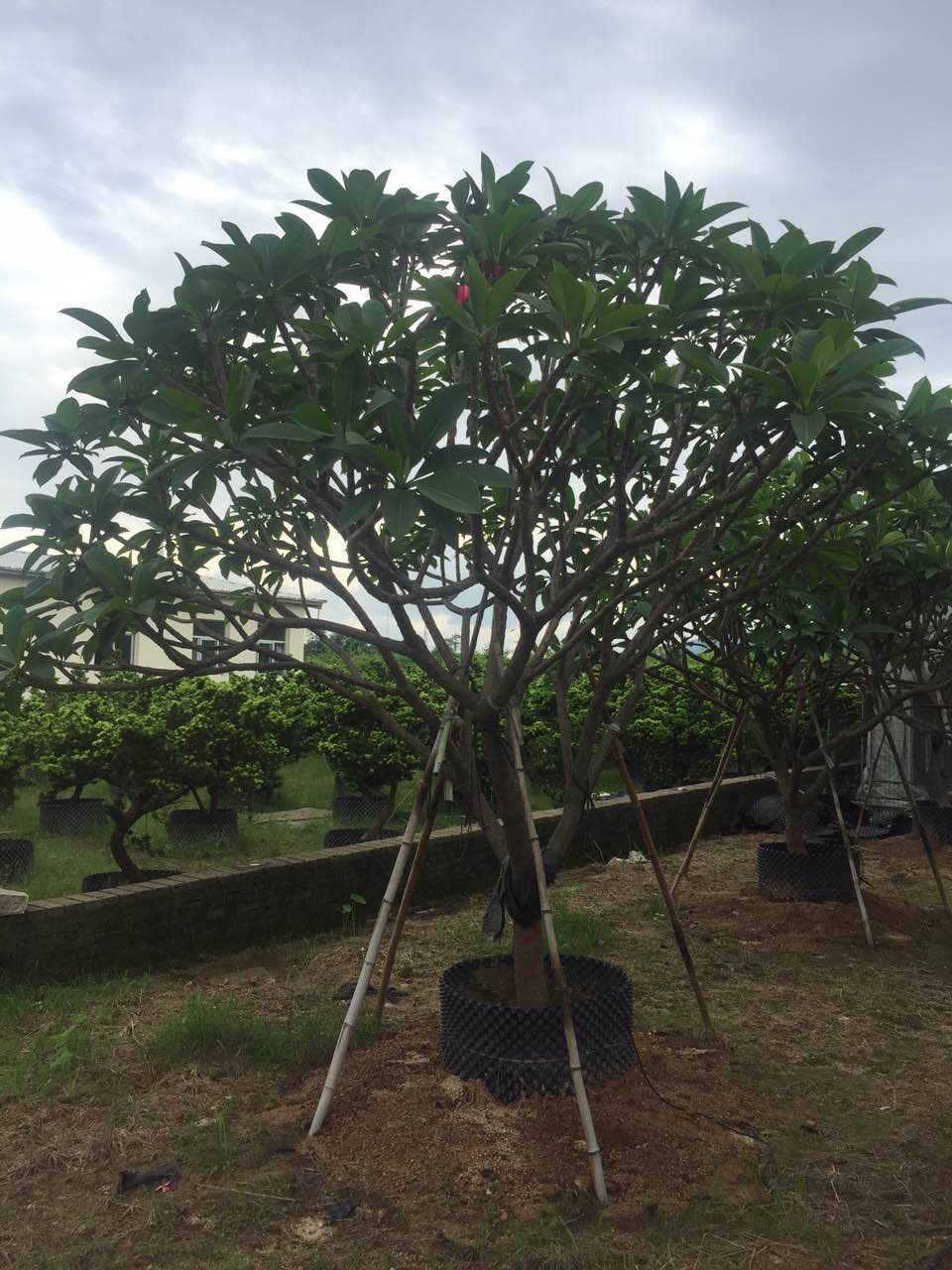 福建漳州万绿森园艺