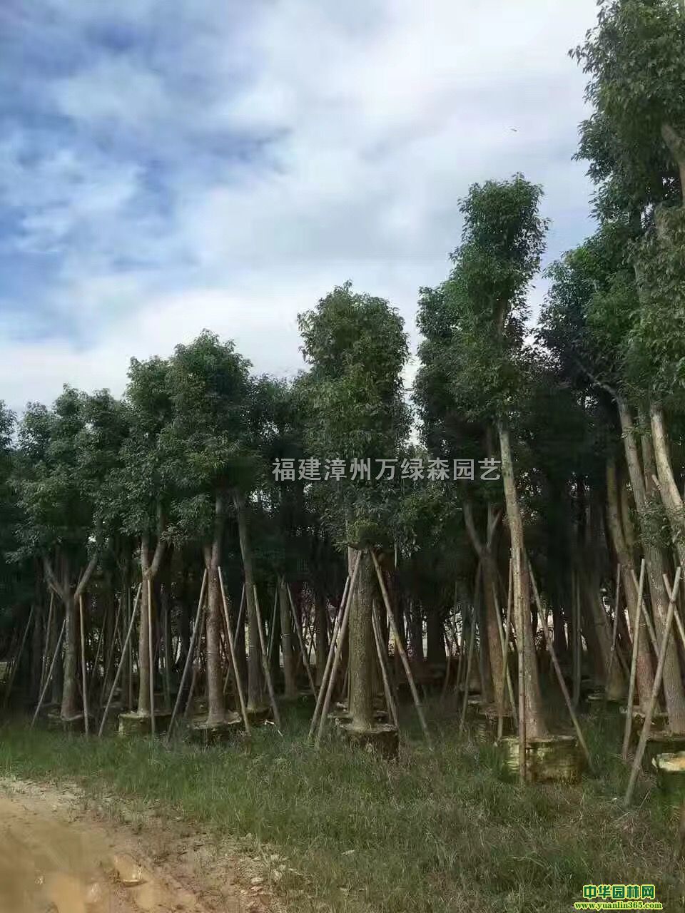 福建漳州万绿森园艺