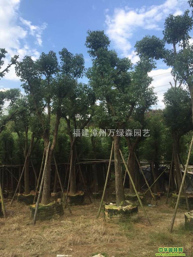 福建漳州万绿森园艺