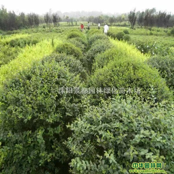 ����СҶŮ��С�硢СҶŮ����СҶŮ��������