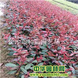 ɫ��С���Ҷʯ骡����30-40���ֺ�Ҷʯ���
