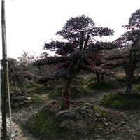 �ؾ�13�������ͺ컨��ľ��12�������ͺ컨��ľ׮