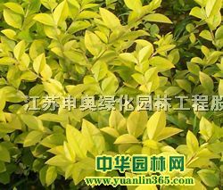 �Ͼ�����ޱ�����̡�ӭ��&nbsp;������ľ�ȡ����ϻ���ӣ����