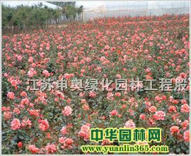 �¼���СҶŮ�ꡢˮ����ӭ�������̡�Ʒ���¼�����ľ