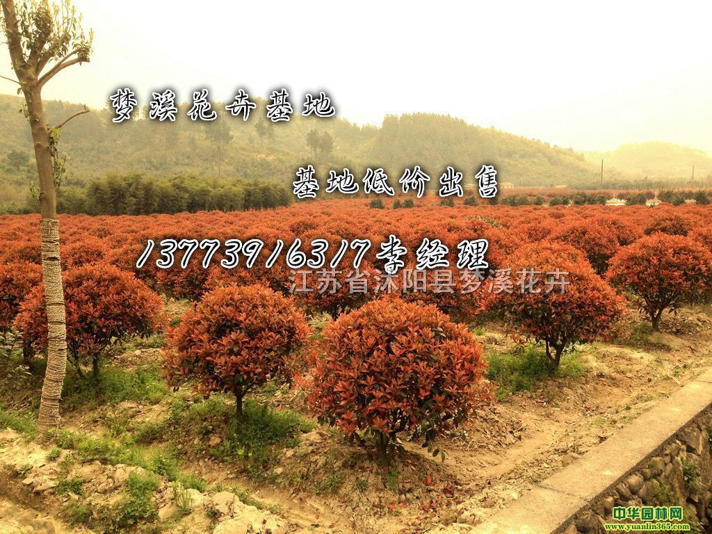 ���պ�Ҷʯ���۸�1�׺�Ҷʯ���۸�