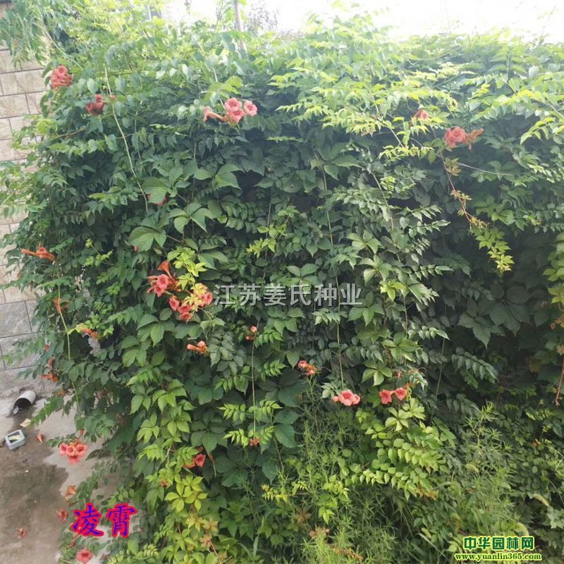 ������ֲ����١������١���ɽ������Ҷ�ؽ�����Ҷ�ؽ��������١�������Ǿޱ����ǽ