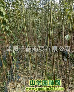 ǧ�ⷻ�޽Ӻ�÷�硢��÷�緱�����ء��߶�100-150����