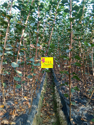 �컨��ޱ�硢������ޱ�硢������ޱ�硢�Ĵ���ޱ��