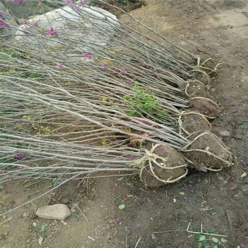 沭阳县广汉园林苗木场
