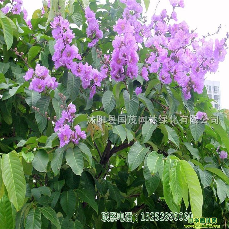 ����ֱ��������ޱ��������ޱ��������ޱ��������ޱ