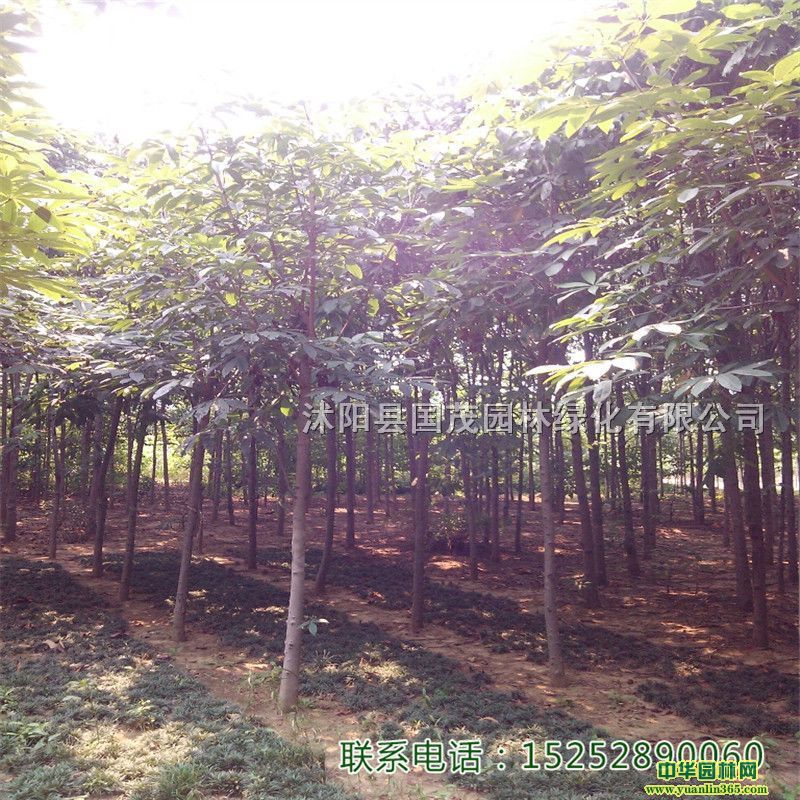 �컨��Ҷ����ɫľ��Ҷ��ɫ�����̻�С����ľ԰���̻�Դͷ���ط���