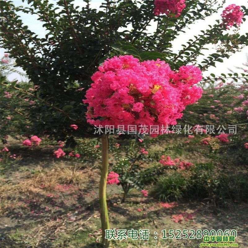 �컨��ޱ���պ����ú�������԰�־����̻�����С����Ʒ�ʸ�