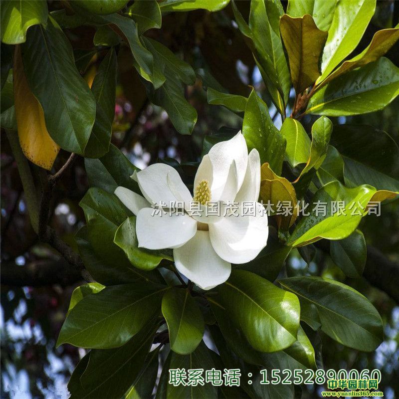 ������С���籣��������·�̻��ļ������е����ֻ��ط���