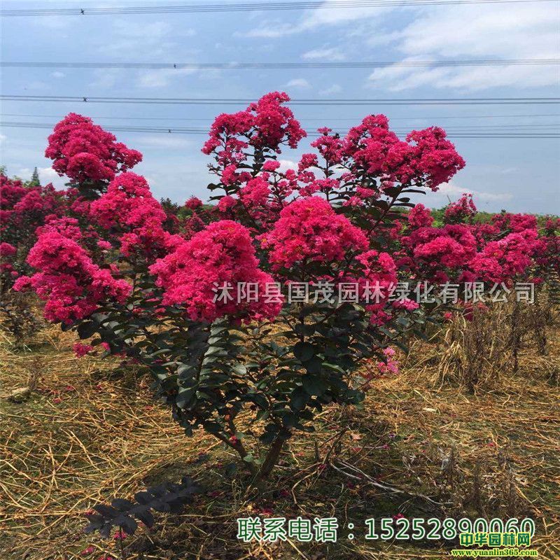 ����ֱ����������ޱ��Ǥ��С�硢���������ޱ���������ޱ