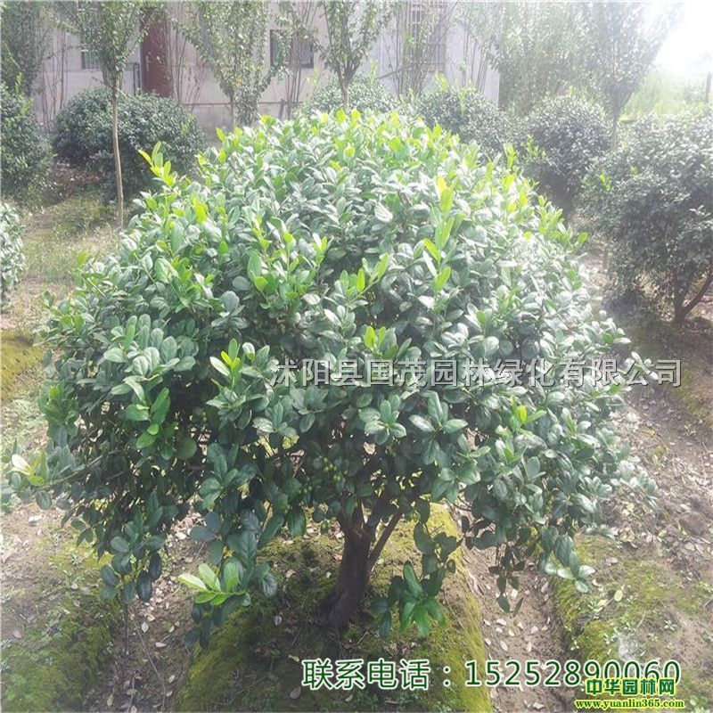 �޴��۹���۹���Ҷ��״�辰���ڹ���ͥԺС����·�̻�����ɫ��