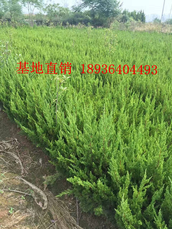 �������������硢���������ز���10-800CM������׮