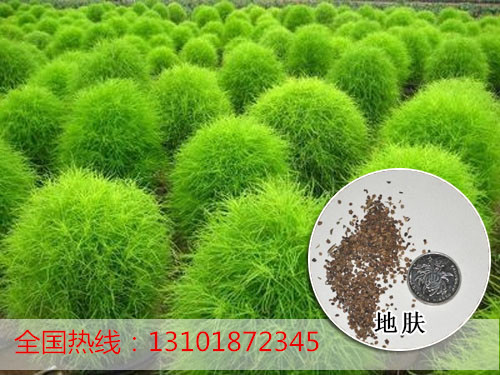 �ط����ӡ���ֲ����