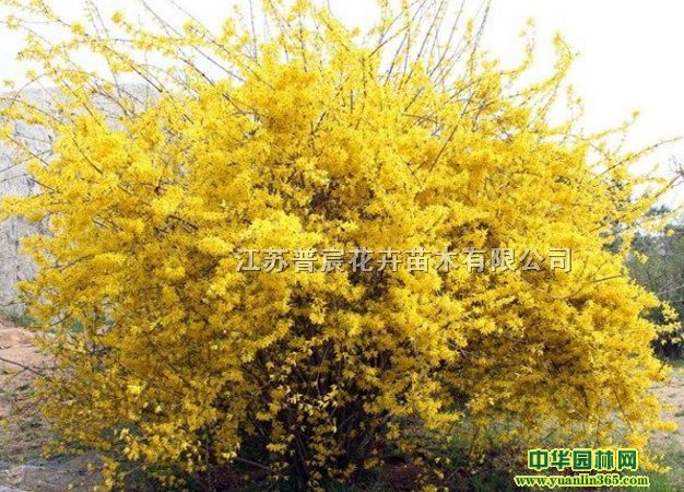 �����硢������С��ͼƬ���ر�
