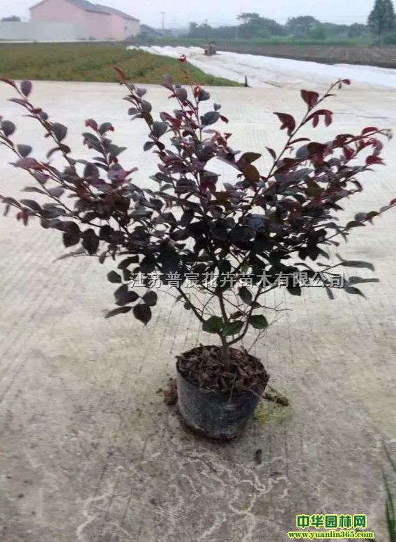 �컨��ľ���º컨��ľ����