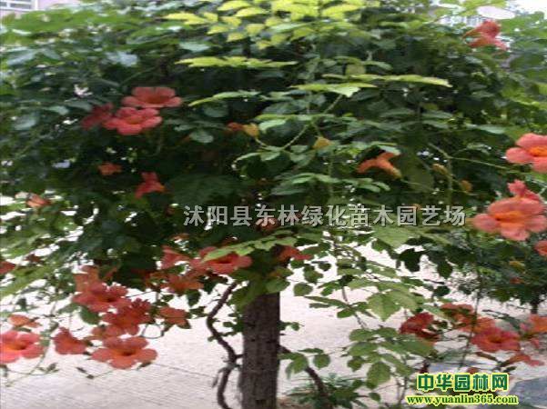 �����١����١���������ɽ��������󶬲ݡ��β������