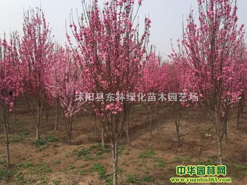 ��Ӧ�����Ҽ۸�������ͼƬ���������̻���ľ����ֱ��