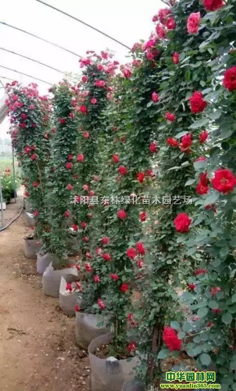 �����¼��۸������¼�ͼƬ�����¼��̻���ľ���Ի���ֱ��