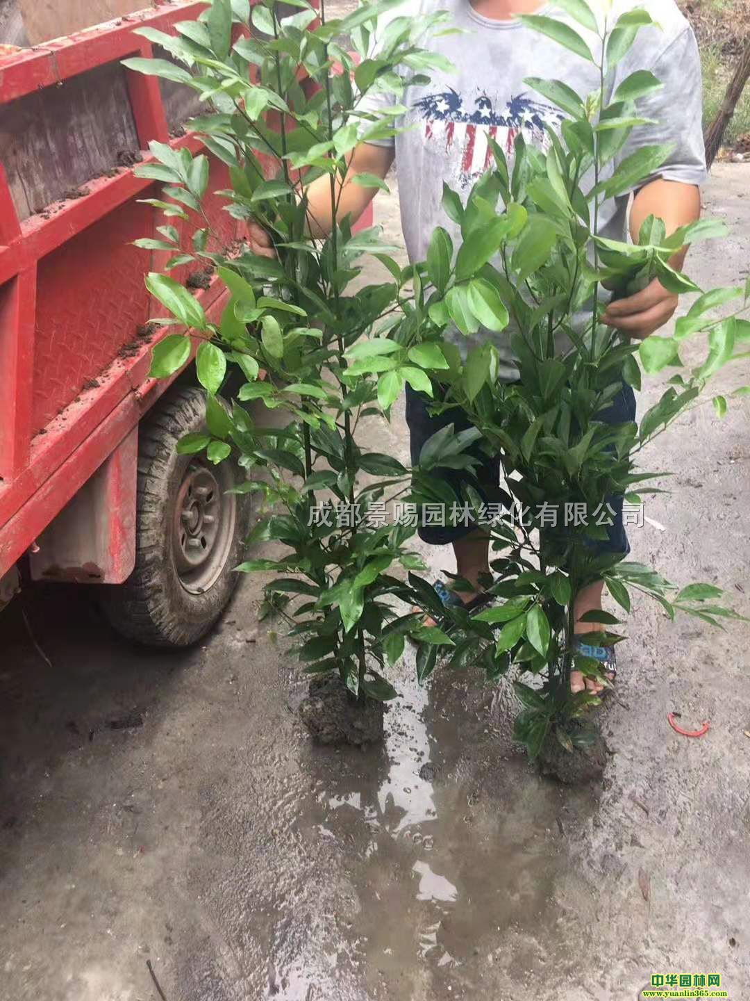 ���ù����Ӵ������������ù����