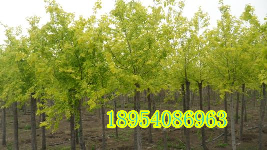 �Բ����������ֳߴ������һ�ֻ�Դ���ϳ�����