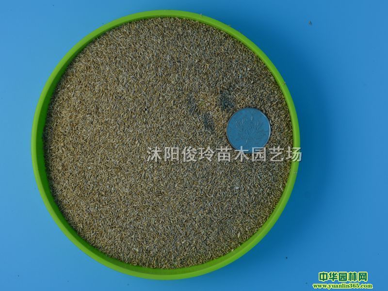 草坪种子狗牙根种子、草坪种籽、护坡种籽四季常青护坡草籽草皮