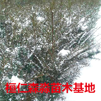 �����춹ɼ�硢������ɼ�������춹ɼ���ء������춹ɼ�۸�