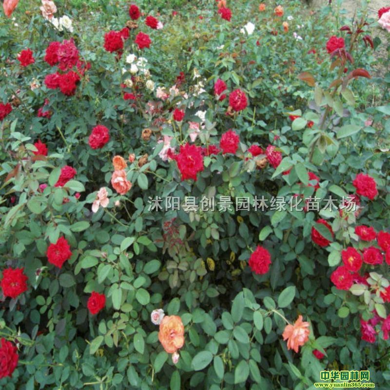���صر��¼���������ɫ�¼�