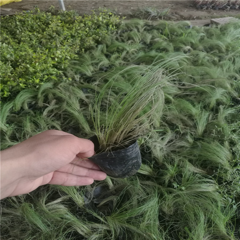 ���ع��Ͳ�ϸҶâ�����ܻ��ش������������������Ż�