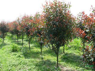 2-5���ֺ�Ҷʯ���