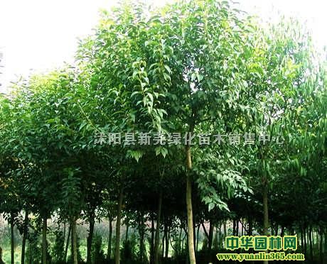 5-9���ָ߸�Ů��